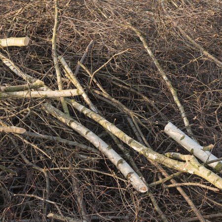 Pile of sawn birch branches and twigs; Garden works; Tree pruning; Tree thinningの写真素材