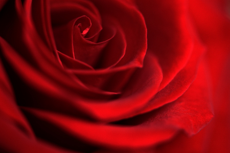 Dark red rose blossom in close up; Symbol for love; Rose-growing; Red blooming flower; Detail view of wonderful red roseの写真素材