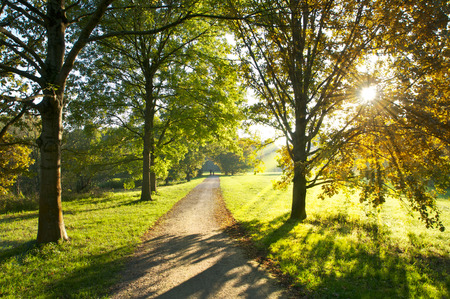 Walk in the park on sunny day in autumn; Unpaved footpath through local recreation area with lawn and trees in autumnal coloringの写真素材