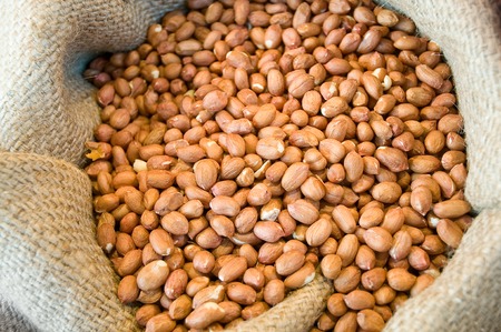 Peanut kernels with brown seed coat in small burlap sack; Tasty in-between snack; Shelled peanut kernels; Bird foodの写真素材