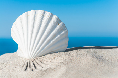 White scallop shell in the sand against blue ocean and sky - landscape format; Holiday memories;...