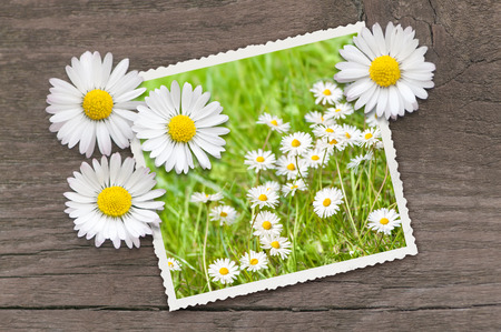 Picture of lawn decorated with blossoms on brown wooden background; Spring greetings; White wild flowersの写真素材