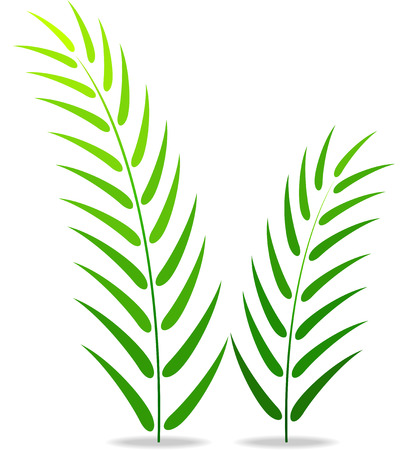 Green plant on a white backgroundの写真素材