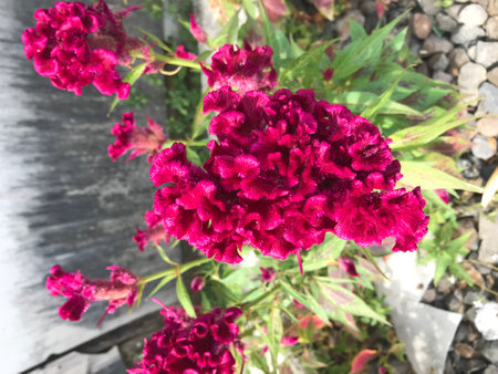 Celosia cristata is a flower that is red and shaped like a crest with a slightly blurry background