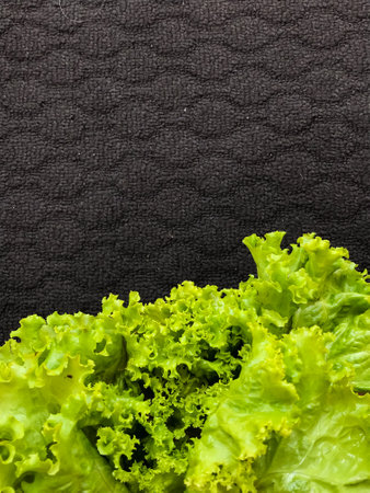 Head lettuce with a dark backgroundの写真素材