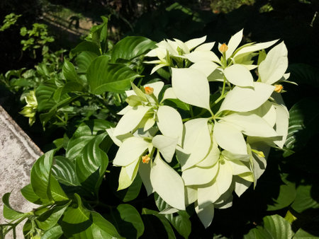 The beautiful white poinsettia flower outside the yard near the Bengawan Solo River Railway Bridgeの写真素材