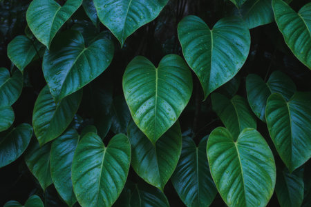 Close-up view of numerous large, heart-shaped green leaves with visible water droplets. The background is dark and shadowy, highlighting the vibrant green of the foliage.の素材