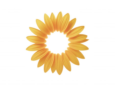 Yellow sunflower petals are arranged in a circular pattern against a clean white background. The petals are detailed and textured.の素材