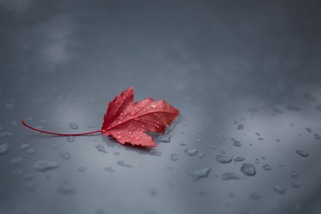 Canadian leafの写真素材