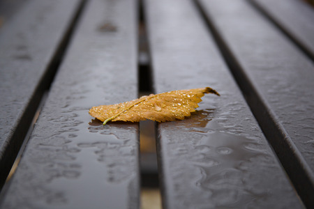 Yellow leaf alongの写真素材