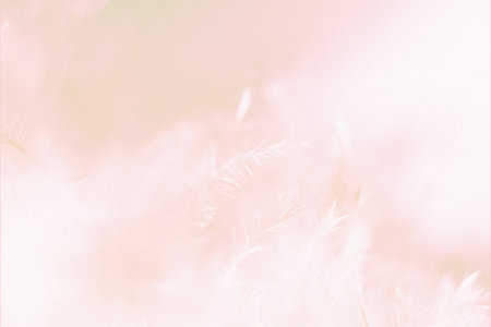 Soft pastel feather abstract background, dreamy delicate blurry light pink gentle texture for elegant designsの写真素材