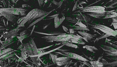 Grunge green splatter on black and white plant texture, botanical punk digital art for edgy backgroundsの写真素材