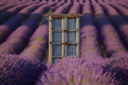 Wooden window in lavender field. Provence, Franceの素材
