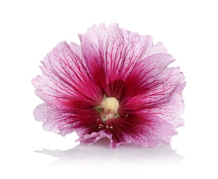Alcea rosea, pink hollyhock, isolated on white backgroundの写真素材