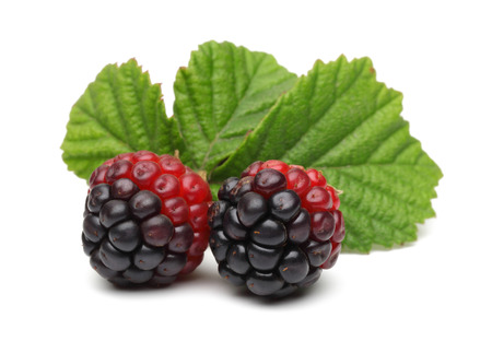 Blackberries with leaves isolated on white background. Macro, studio shot