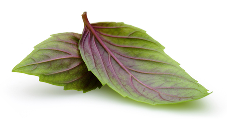 Green purple basil leaves isolated on white backgroundの写真素材