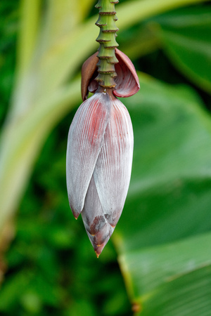Banana flower on a branch with green leaves on backgroundの写真素材