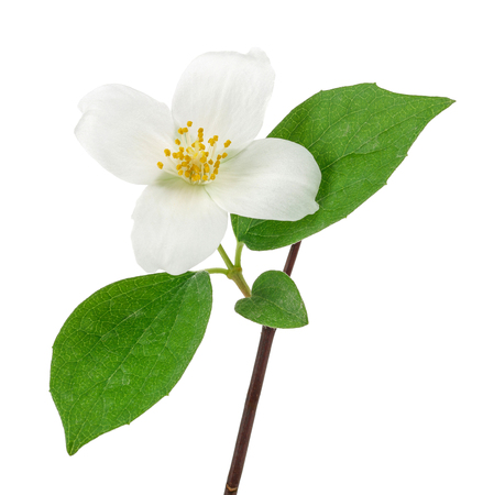 White jasmine flowers with green leaves isolated on white backgroundの写真素材