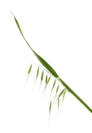 Green wild oats isolated on white backgroundの写真素材