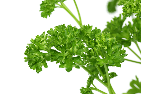 Fresh parsley isolated on white backgroundの写真素材