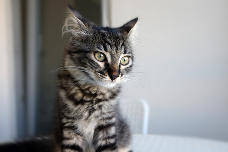 Cute young tabby cat with pensive eyes looking awayの写真素材