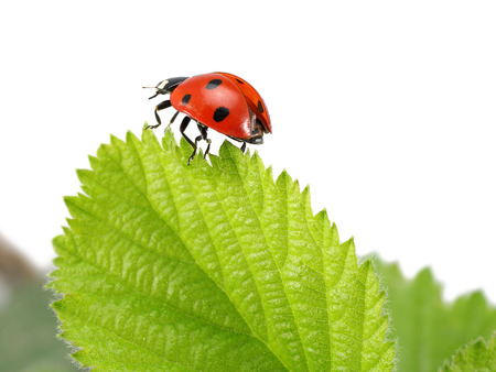 Ladybug on the green leaf, macro shotの写真素材