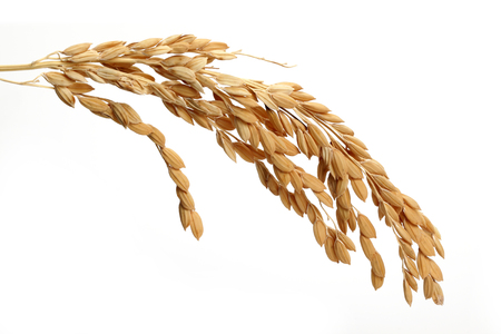 A bunch of rice ears isolated on white backgroundの写真素材
