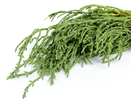 Green samphire or salicornia plants isolated on white backgroundの写真素材