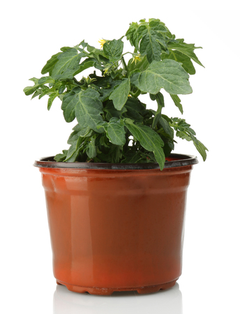 Tomato plants growing in pot, isolated on white backgroundの写真素材