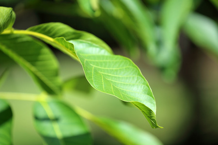 Green walnut and leaves on the tree, full frame