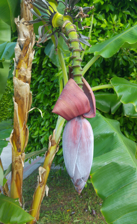 Banana flower on a branch with green leavesの写真素材