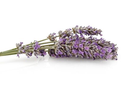 Fresh lavender isolated on white backgroundの写真素材