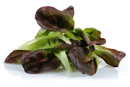 Fresh red lettuce isolated on white backgroundの写真素材