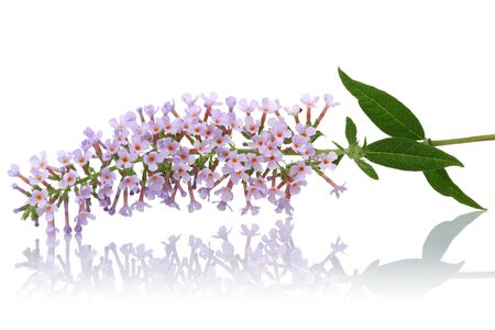 Lilac flowers and leaves isolated on white backgroundの写真素材