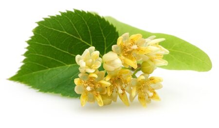 Fresh linden flowers and leaves isolated on white backgroundの写真素材
