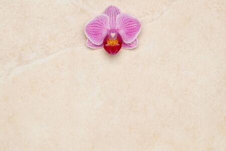 Purple orchid flower on marble background, horizontalの写真素材