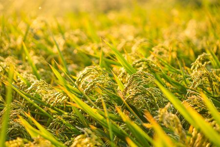 Rice ears in a paddy field, full frameの写真素材