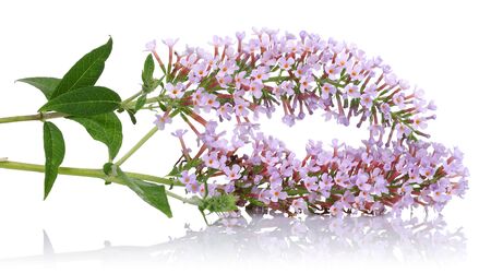 Lilac flowers and leaves isolated on white background