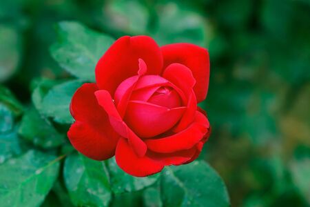 Red rose on green background, full frame