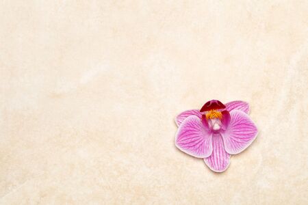 Purple orchid on marble background, horizontal letterの写真素材