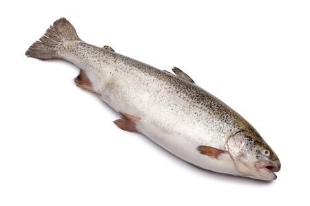 Fresh salmon fish isolated on white backgroundの写真素材