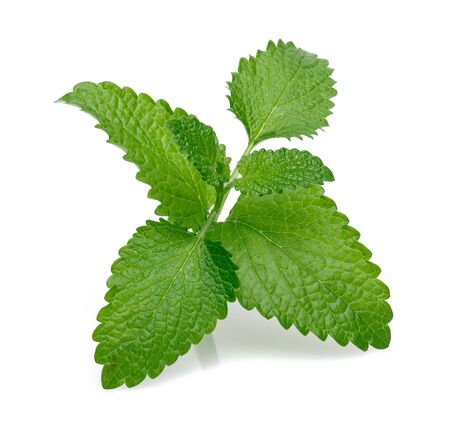 Fresh lemon balm or melissa isolated on white backgroundの写真素材