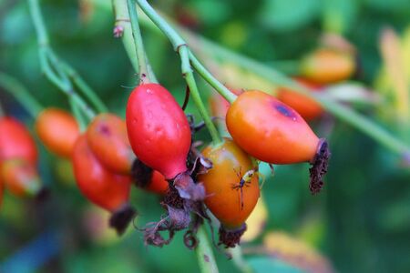 rose hips with the insect on itの写真素材