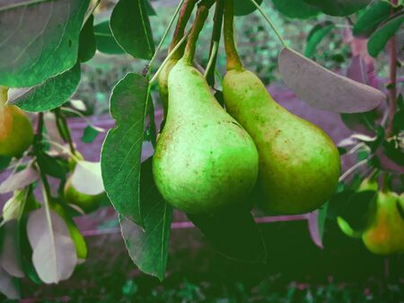 ripe pears on the branch before harvestingの写真素材