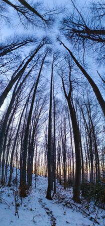panorama in the forest, picture of the whole tree, tall treesの写真素材
