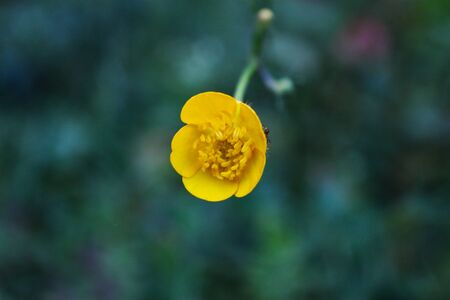 Close up of yellow small flower, with exceptional detail flowers and blurred background