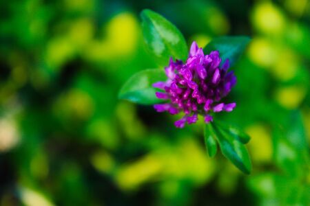 Head of red clover flower, blurred background. In the grass.
