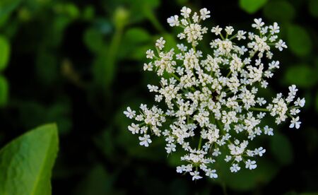 Grass, cow parsley, wild chervil, wild beaked parsley, keckの写真素材