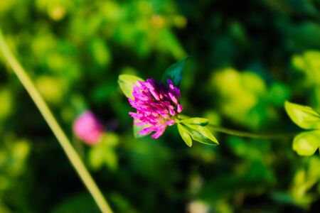 Head of red clover flower, blurred background. In the grass.の写真素材