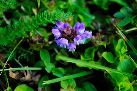 Naturally grown plants on the lawn with a focus on the purple flower. Herbs